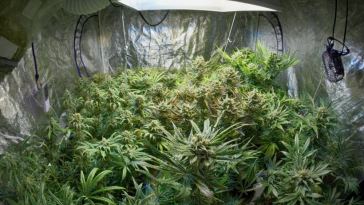 indoor cannabis grow tips