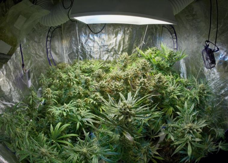 indoor cannabis grow tips