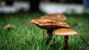 mushroom