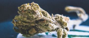 delta 8 vs delta 9 thc