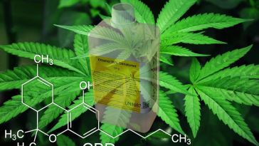 cbd extraction process