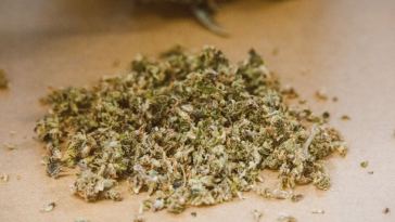 cbd flower