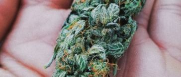 delta 8 thc flower