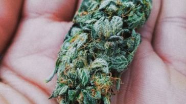 delta 8 thc flower