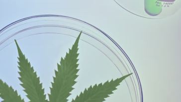 delta 9 thc