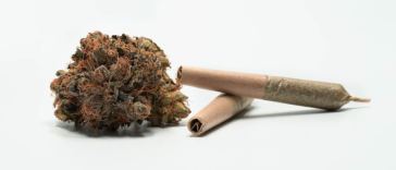 best wintertime weed strains