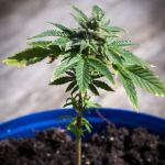 young cannabis plant