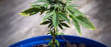 young cannabis plant