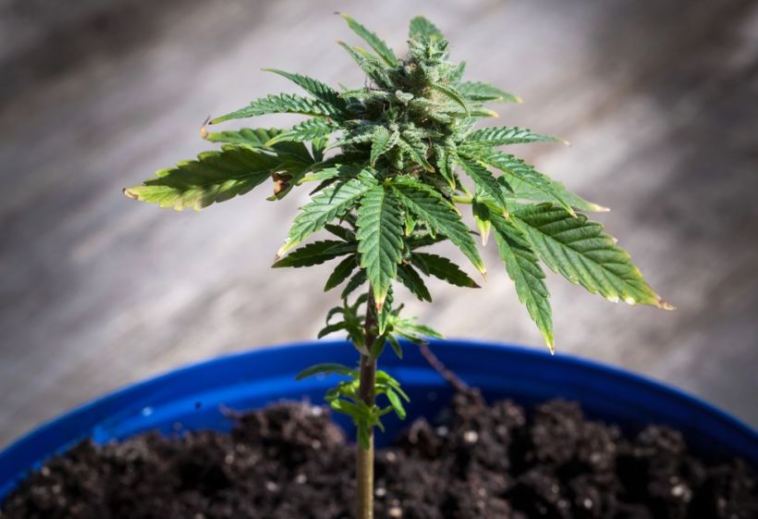young cannabis plant