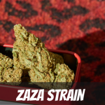 zaza-strain