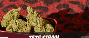 zaza-strain