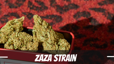 zaza-strain