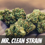 mr.-clean-strain