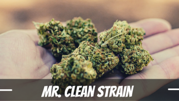 mr.-clean-strain