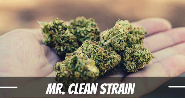 mr.-clean-strain
