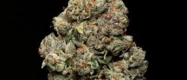 the-strains-that-made-floracal-farms