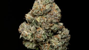 the-strains-that-made-floracal-farms