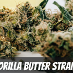 gorilla-butter-strain