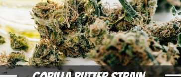 gorilla-butter-strain