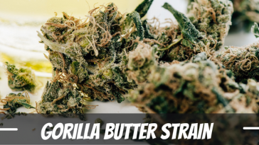 gorilla-butter-strain