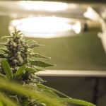 cannabis grow tips
