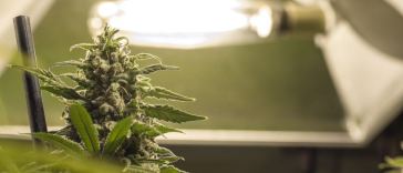 cannabis grow tips