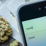 cannabis local seo