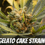 gelato-cake-strain