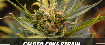 gelato-cake-strain