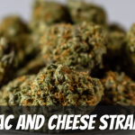 mac-and-cheese-strain