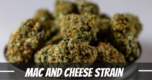 mac-and-cheese-strain