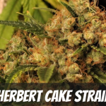 sherbert-cake-strain