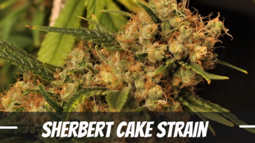 sherbert-cake-strain