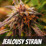 jealousy-strain