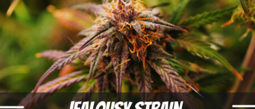 jealousy-strain