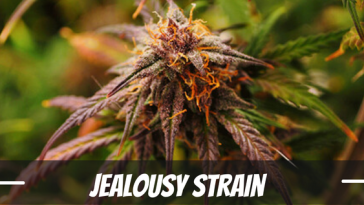 jealousy-strain