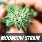 moonbow-strain