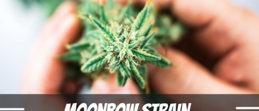 moonbow-strain