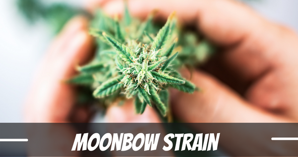 moonbow-strain