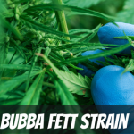 bubba-fett-strain