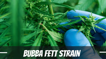 bubba-fett-strain