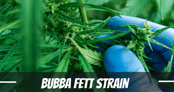 bubba-fett-strain