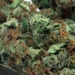 sweet island skunk strain review