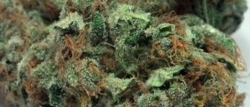sweet island skunk strain review