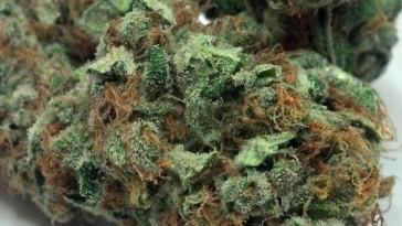 sweet island skunk strain review
