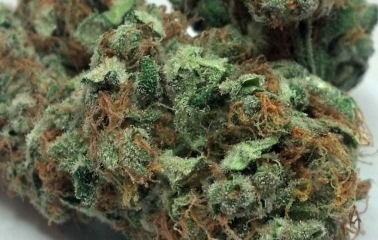 sweet island skunk strain review