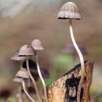magic mushrooms