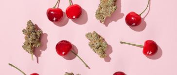 cherry-weed-strains:-6-cherry-flavored-weed-strains-for-a-mouth-watering-smoke