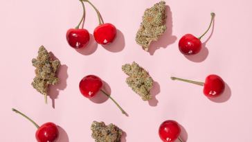 cherry-weed-strains:-6-cherry-flavored-weed-strains-for-a-mouth-watering-smoke