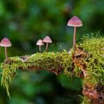 mixing cannabis and mushrooms